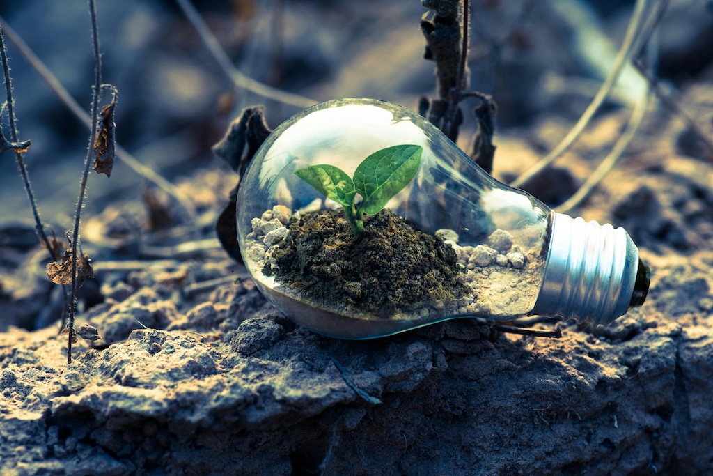 A light bulb with a small plant growing inside, placed on a rocky surface.